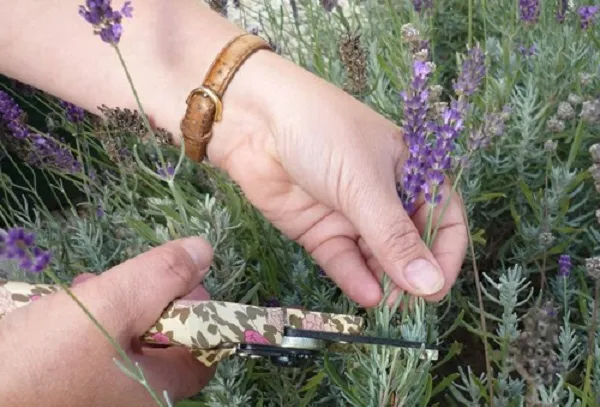 Обрезка лаванды Обрезка лаванды