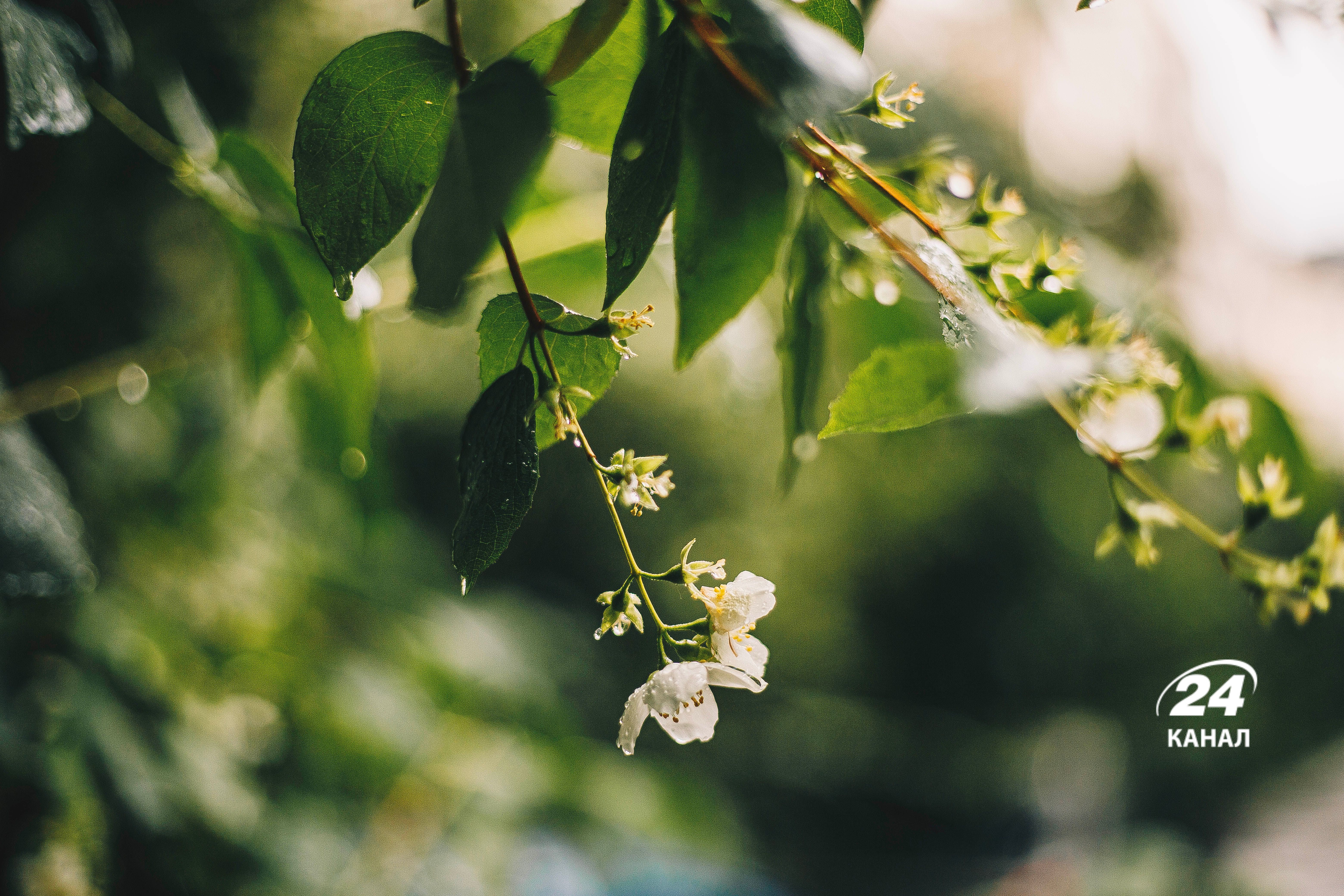 Дощ в Україні - 24 Канал Дощ в Україні - 24 Канал