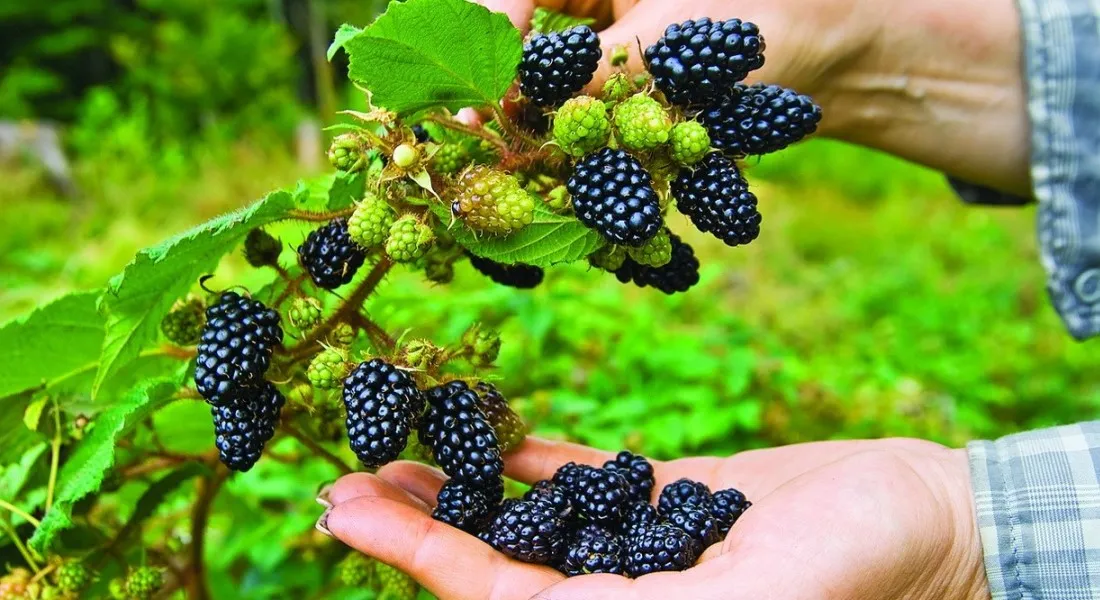 Ежевика Ежевика