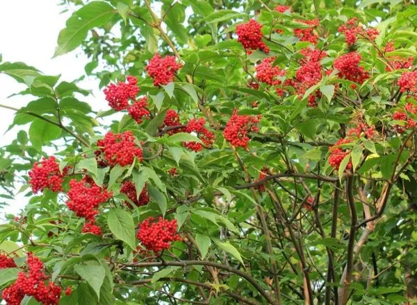 Бузина красная Бузина красная