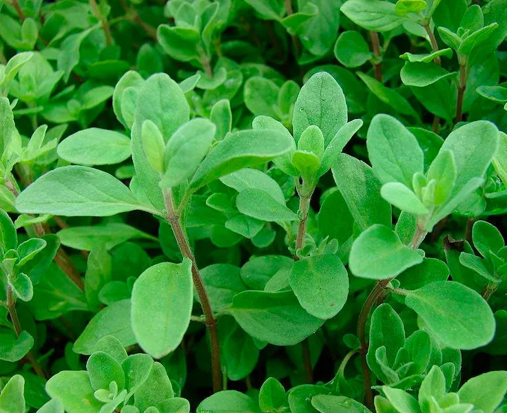 Майоран Майоран