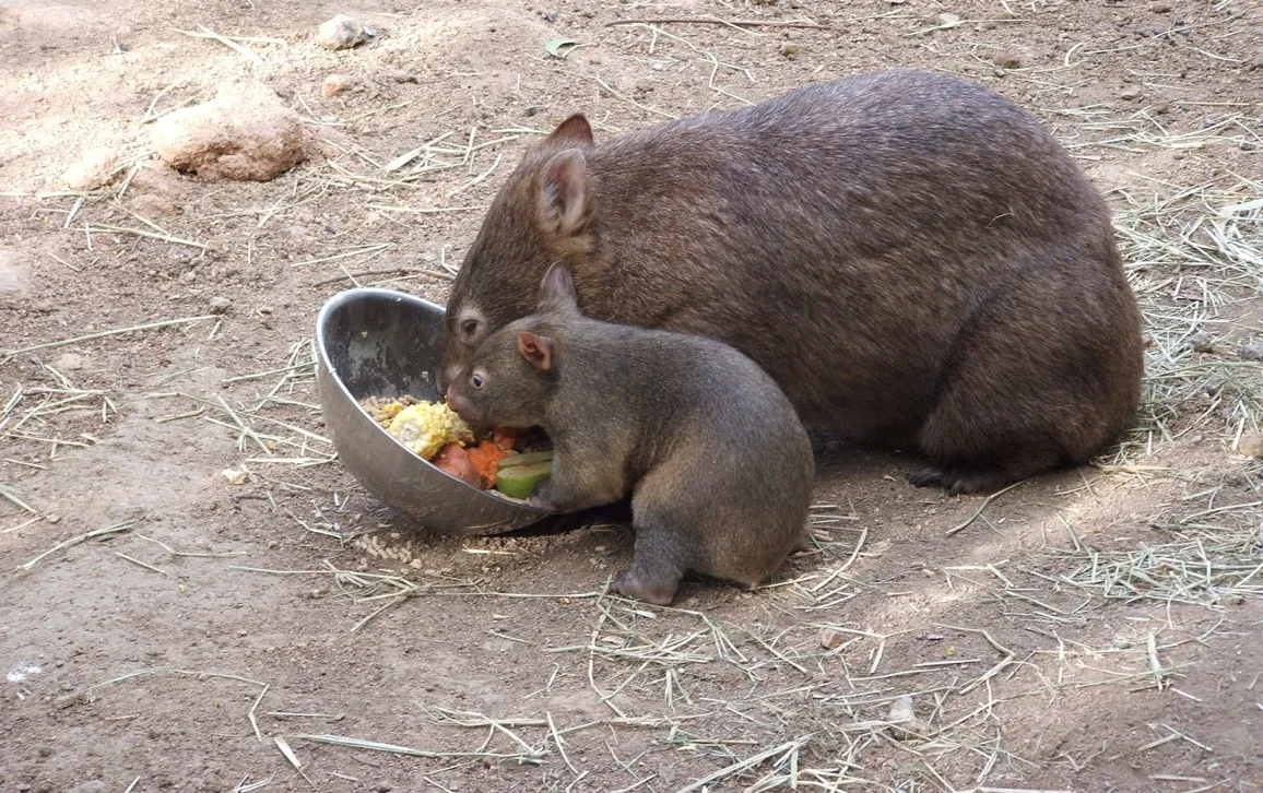 Вомбат с малышом Вомбат с малышом
