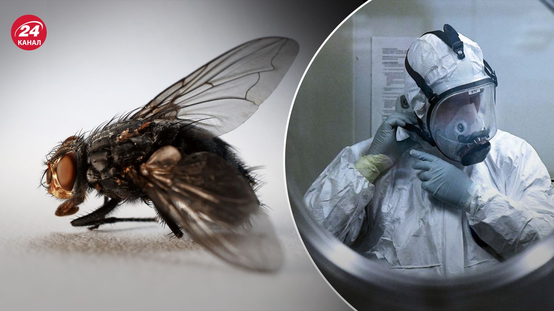 Российская пропаганда выдала очередной фейк о "боевых мухах" Российская пропаганда выдала очередной фейк о "боевых мухах"
