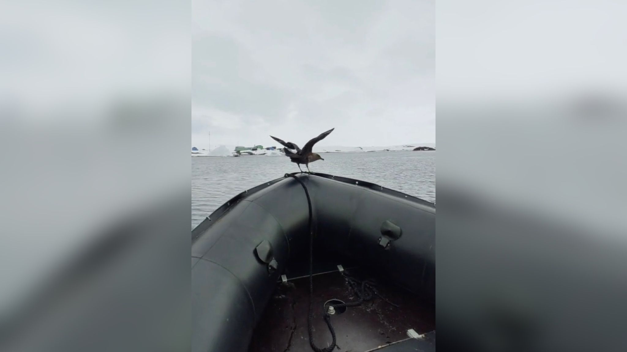 Морская птица скуа прокатилась к станции на лодке