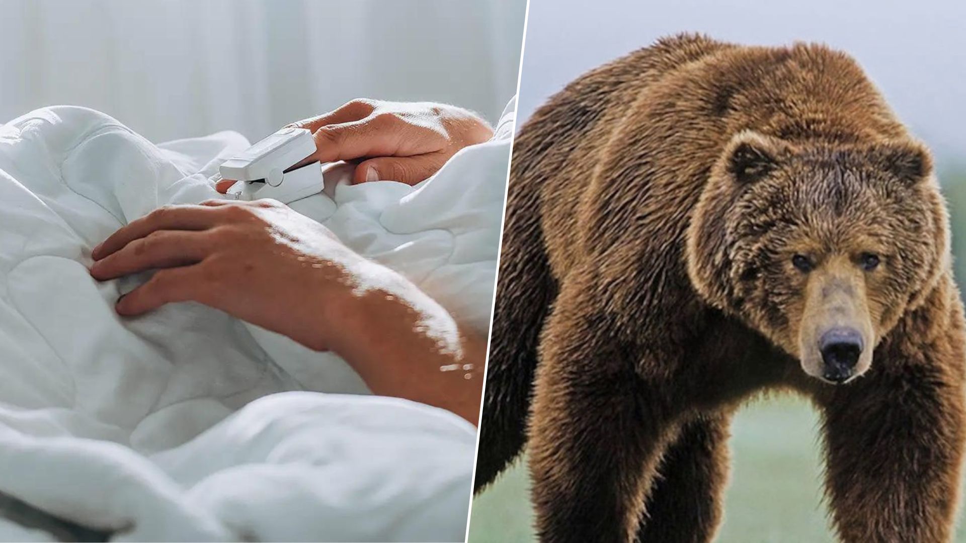 На Забайкаллі росіяни отруїлися м'ясом ведмедя та потрапили у лікарню На Забайкаллі росіяни отруїлися м'ясом ведмедя та потрапили у лікарню