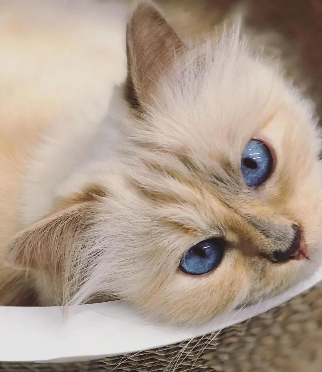 Шуппет – самая богатая кошка в мире
