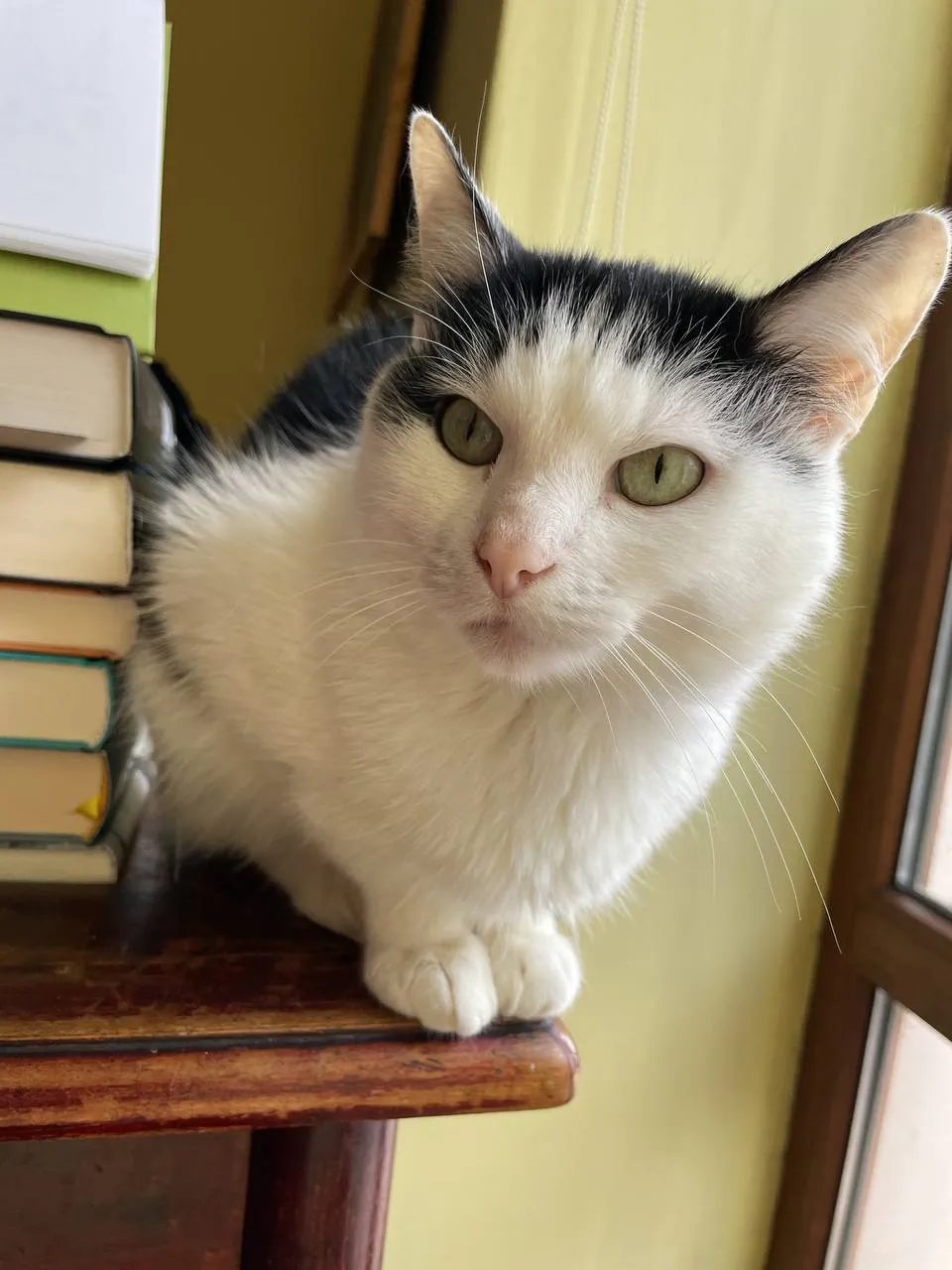 Клайд, кіт Олеся та Назара Клайд, кіт Олеся та Назара