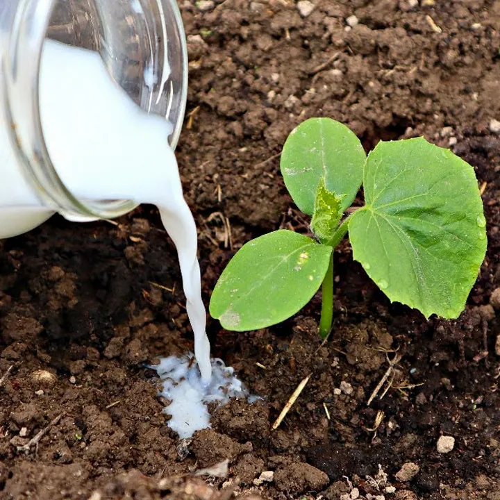 Молоко під корінь Молоко під корінь