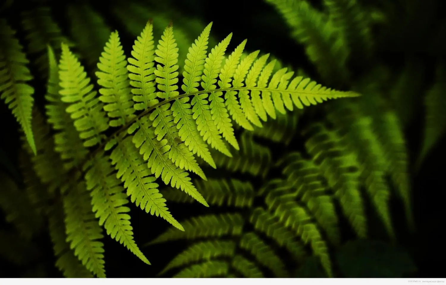 Папоротник Папоротник