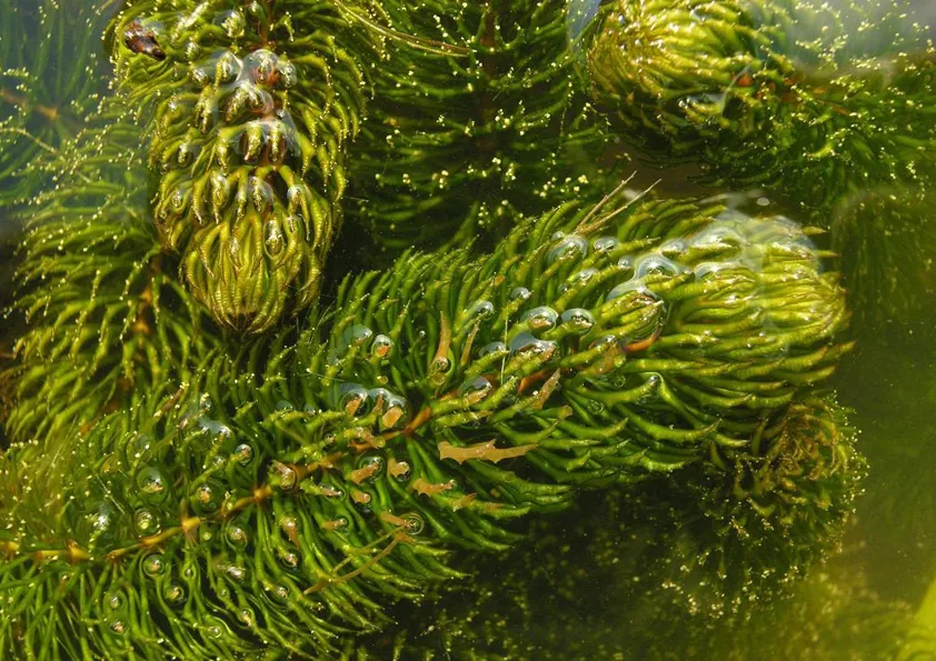 Кушир Кушир