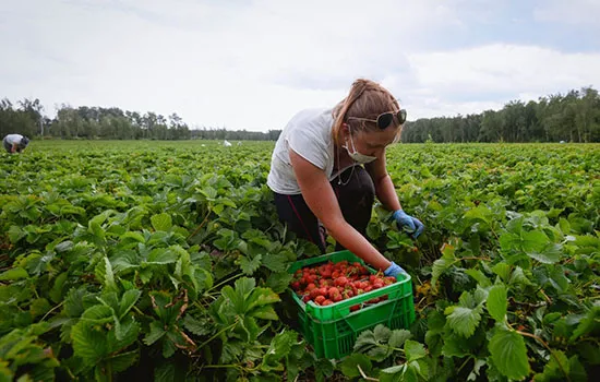 Сбор ягод клубники