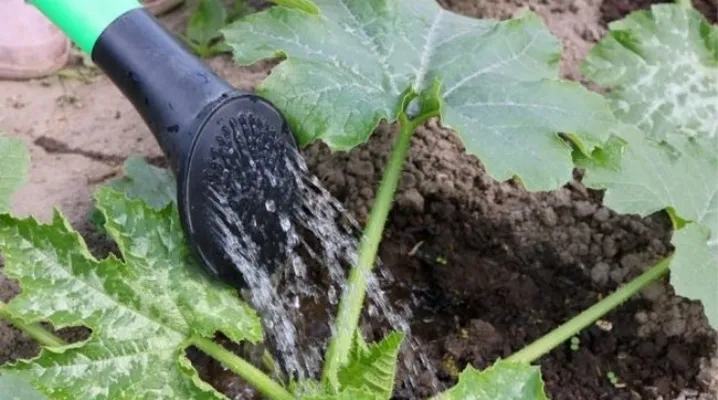 Полив кабачків Полив кабачків