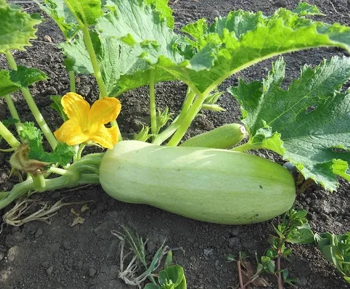 Кабачок на сонці Кабачок на сонці