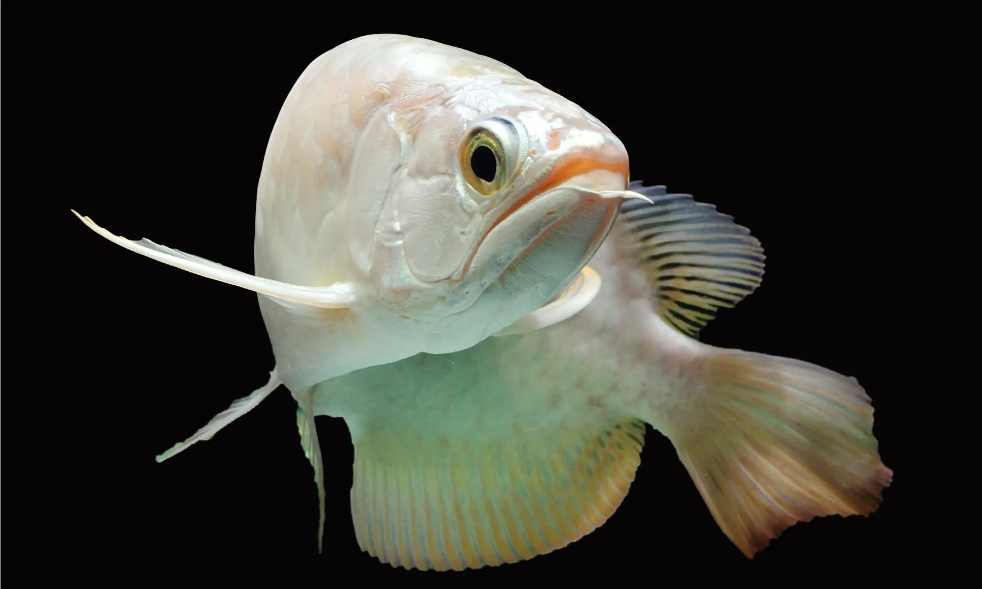 Такий вигляд має найдорожча акваріумна рибка у світі