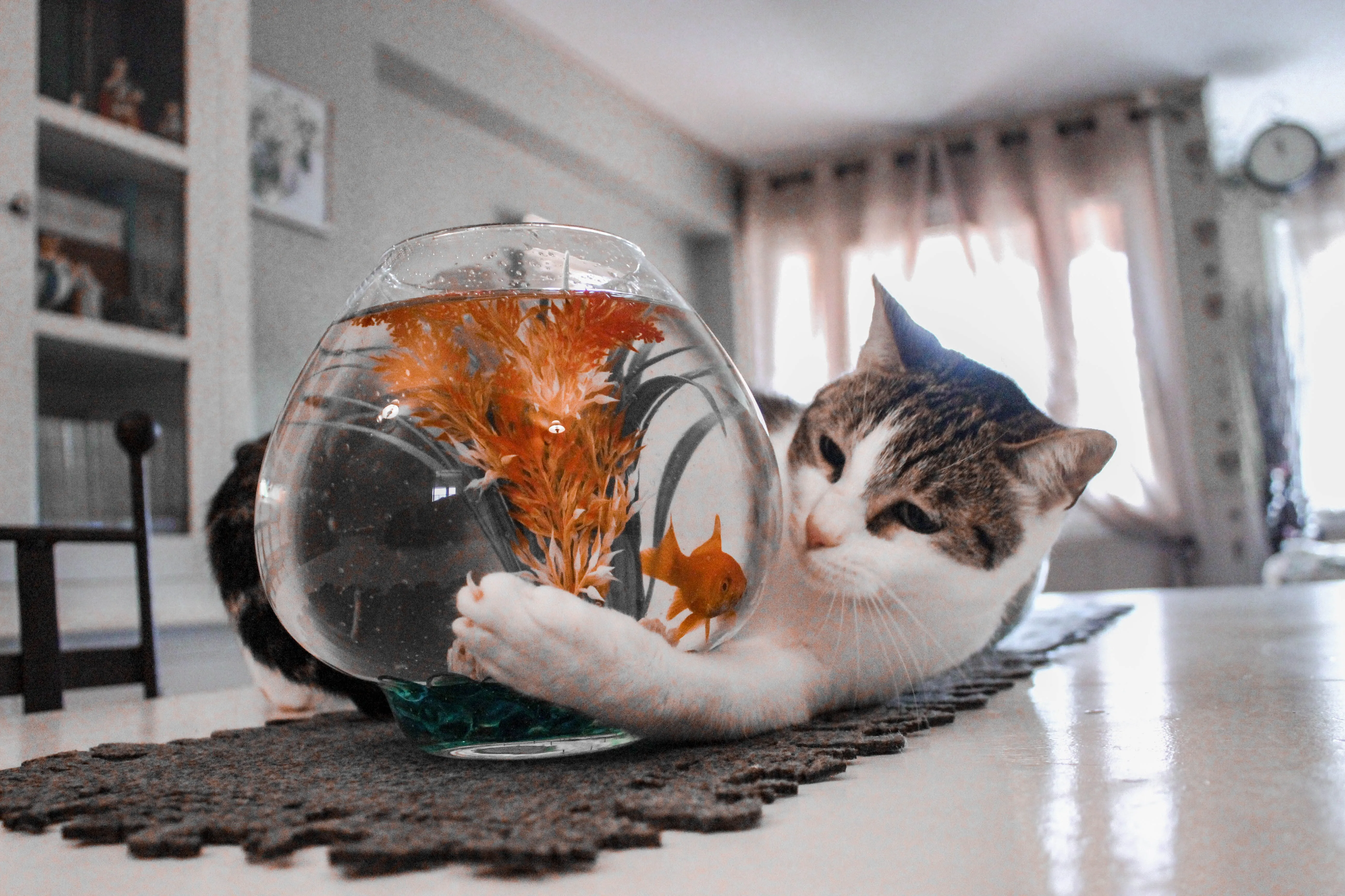 Чи можна котам рибу 