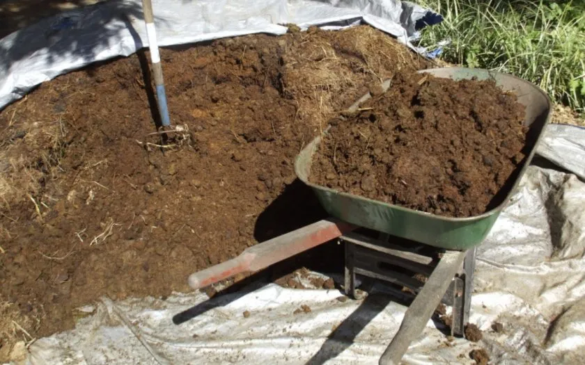 Коровий навоз Коровий навоз