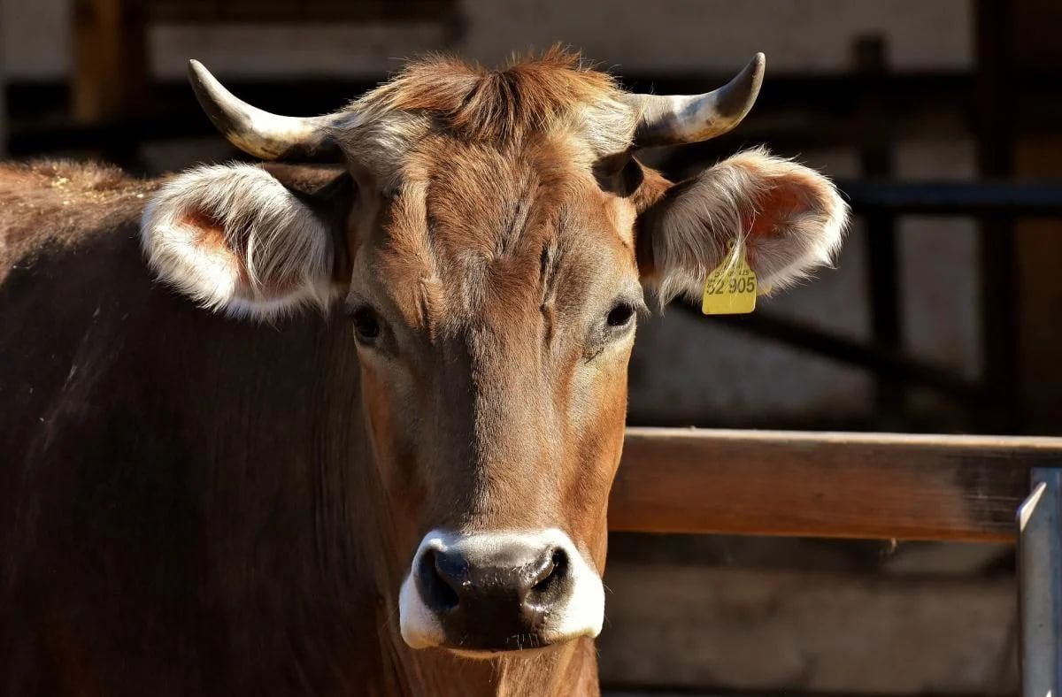 Поліція закрила кримінальне провадження щодо зґвалтування корови на Хмельниччині