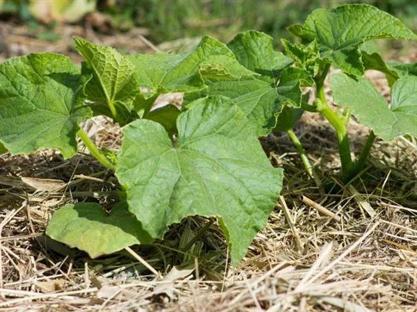 Мульчування огірків Мульчування огірків