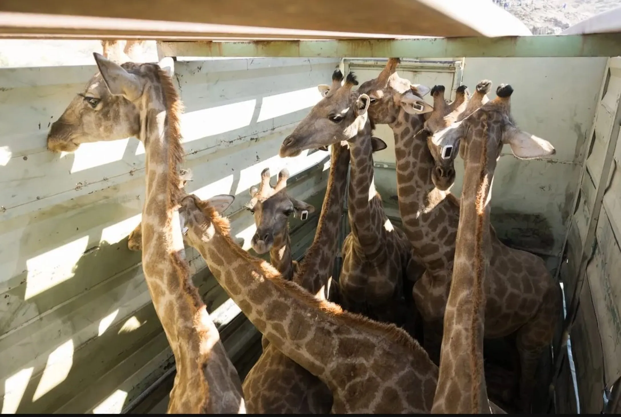 Вчені доставили до парку 14 ангольських жирафів 