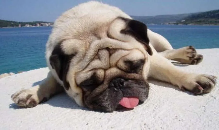 Собака на спеці Собака на спеці