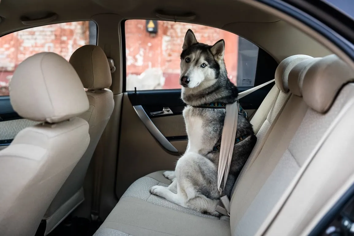 Собака в авто Собака в авто