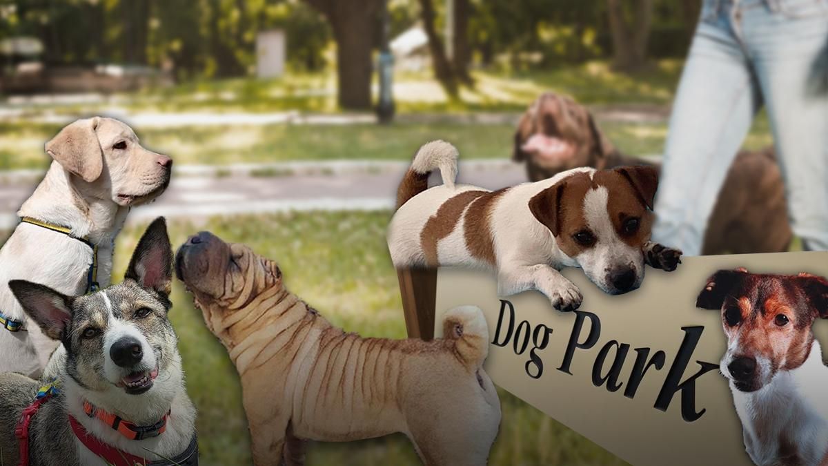 Гибнут в адских муках: львовяне бьют тревогу - неизвестные массово травят собак - 24 Канал Гибнут в адских муках: львовяне бьют тревогу - неизвестные массово травят собак - 24 Канал