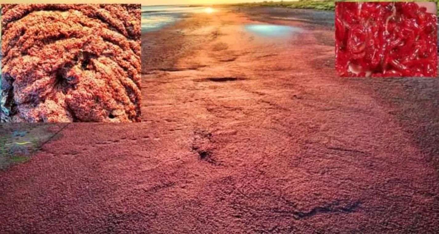 Червоні личинки мотиля на Тузлівському лимані