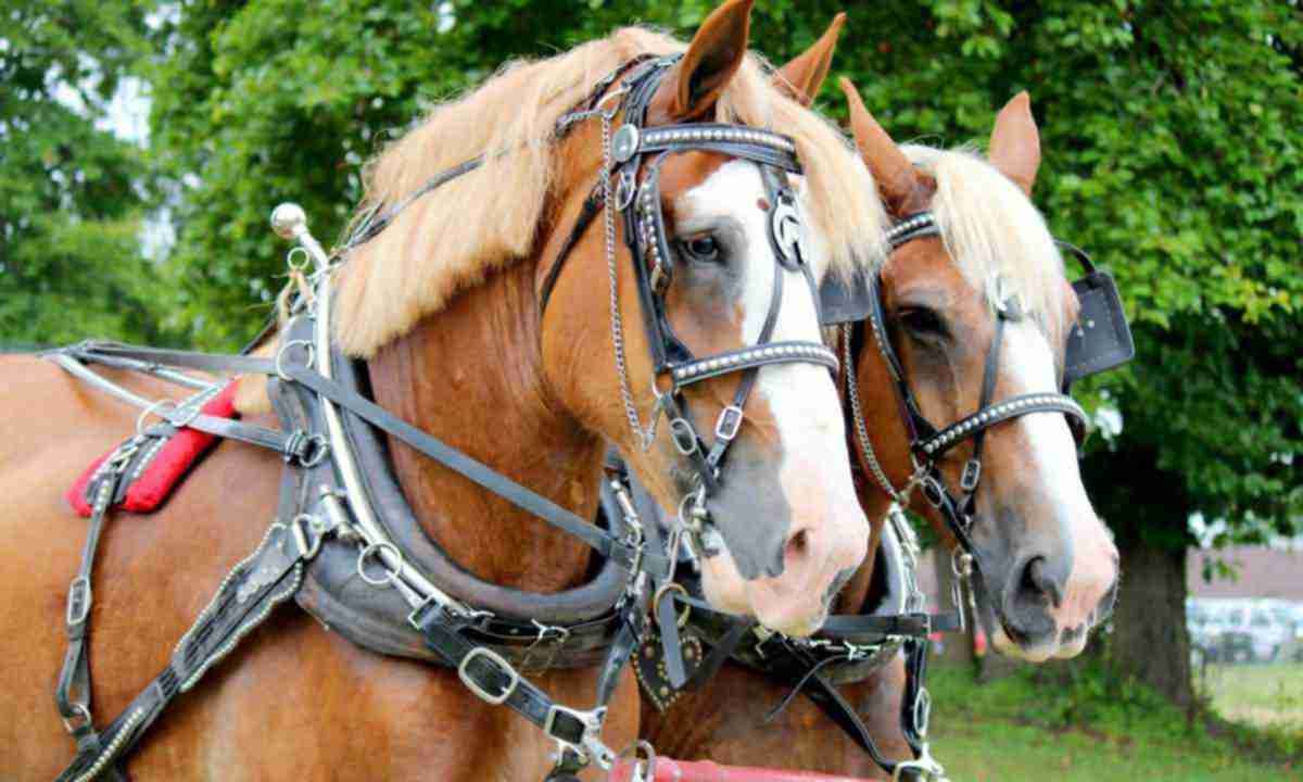 Лимар - римар - що означають ці загадкові слова Лимар - римар - що означають ці загадкові слова