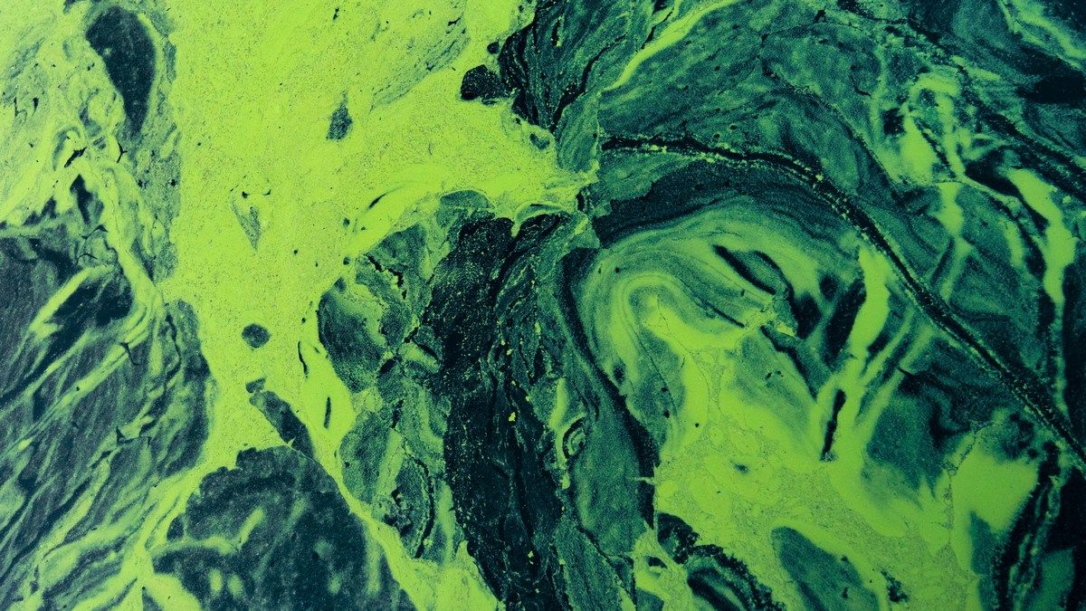 Океан на Землі зеленішає, загрожуючи цілим екосистемам Океан на Землі зеленішає, загрожуючи цілим екосистемам