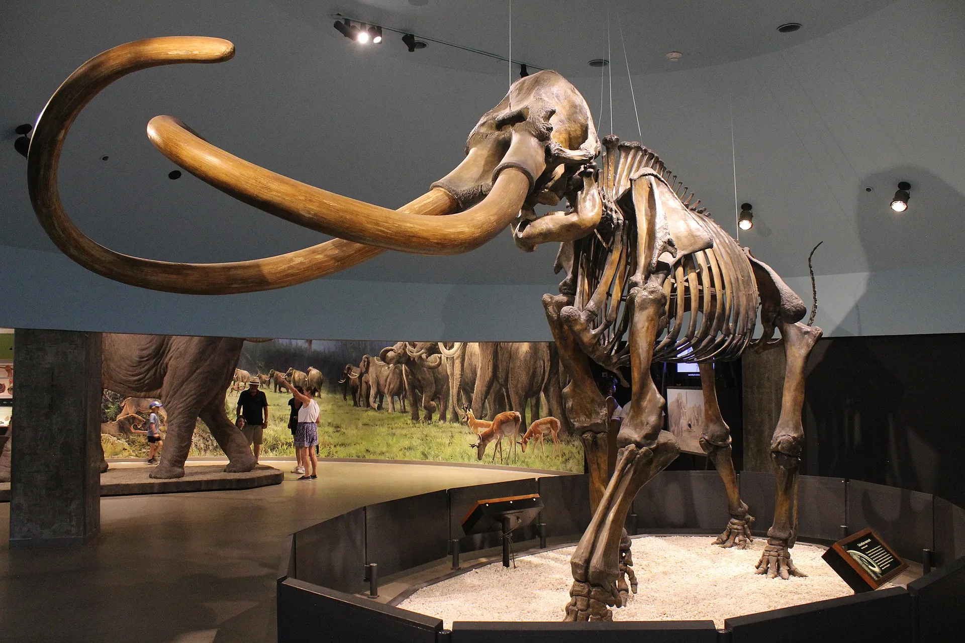 Колумбійський мамонт в Музеї Пейджа в Лос-Анджелесі 
