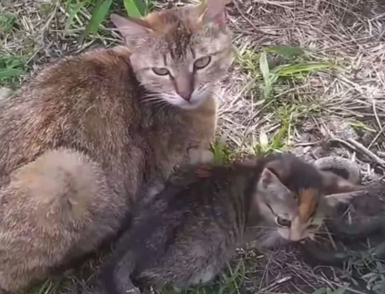 Кошка и котенок, лакомившийся подпольной змеей