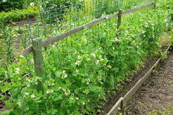 Сітка Сітка