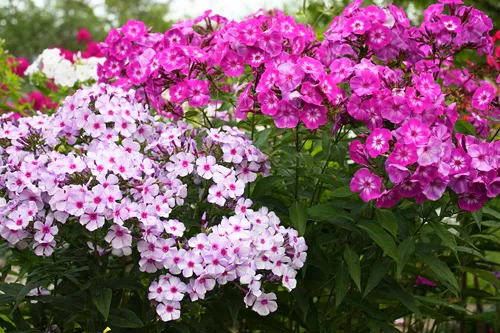 Флоксы Флоксы