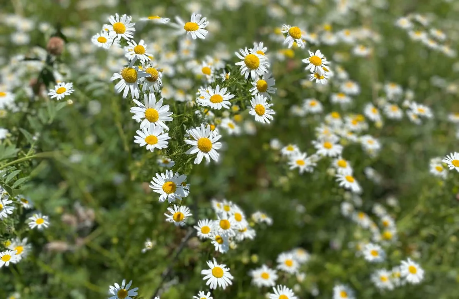 Ромашка Ромашка