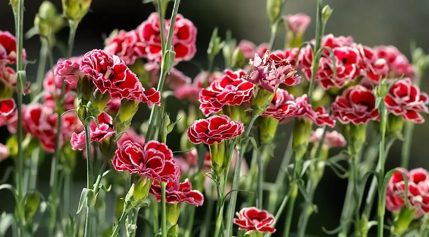 Гвоздики Гвоздики