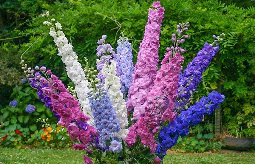 Дельфиниум Дельфиниум