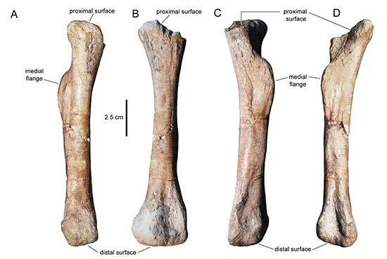 Кістка Calvarius rapidus