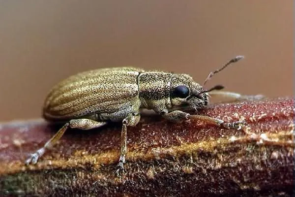 Бульбочковий довгоносик Бульбочковий довгоносик