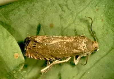 Горохова плодожерка Горохова плодожерка