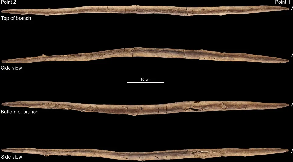 Найдена палка возрастом 300000 лет