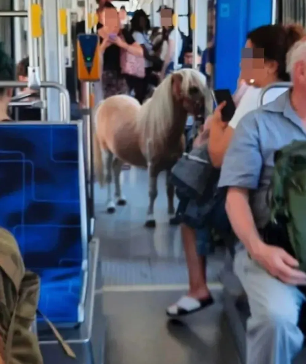 У Лейпцигу поні проїхався у трамваї У Лейпцигу поні проїхався у трамваї