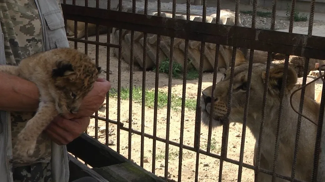 Директор центра для диких животных показывает львенка его маме, июль 2023