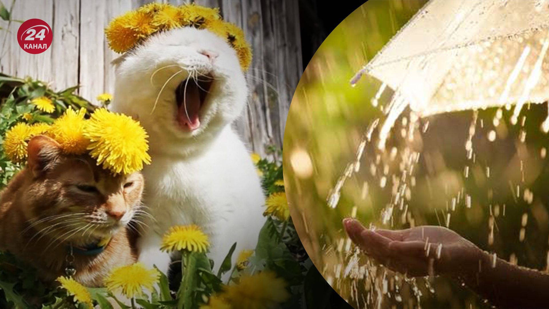 Прогноз погоди в Україні на 23 липня Прогноз погоди в Україні на 23 липня