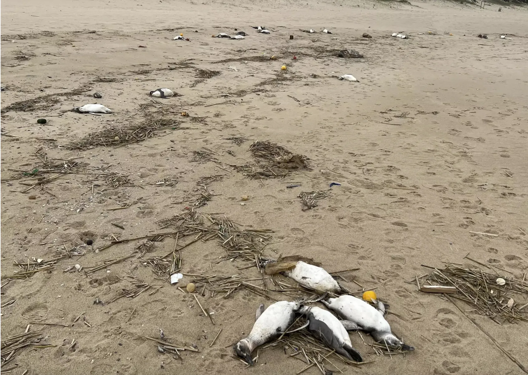 Около двух тысяч мертвых пингвинов нашли на побережье Уругвая.