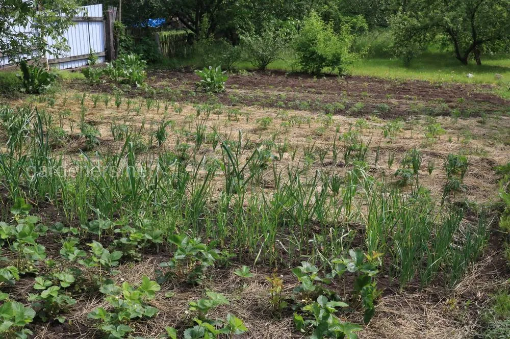 Мульчування Мульчування