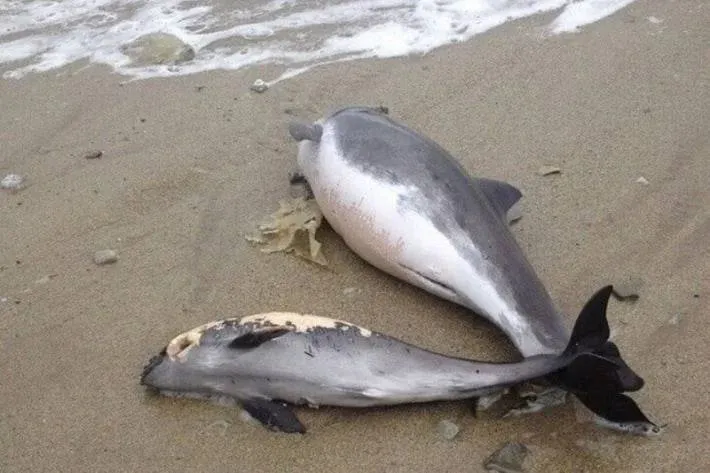 На береги Азовського моря викидає мертвих дельфінів 