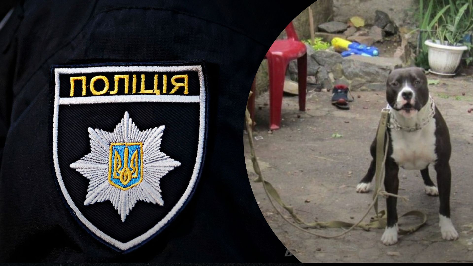 Собака без намордника напала на ребенка Собака без намордника напала на ребенка