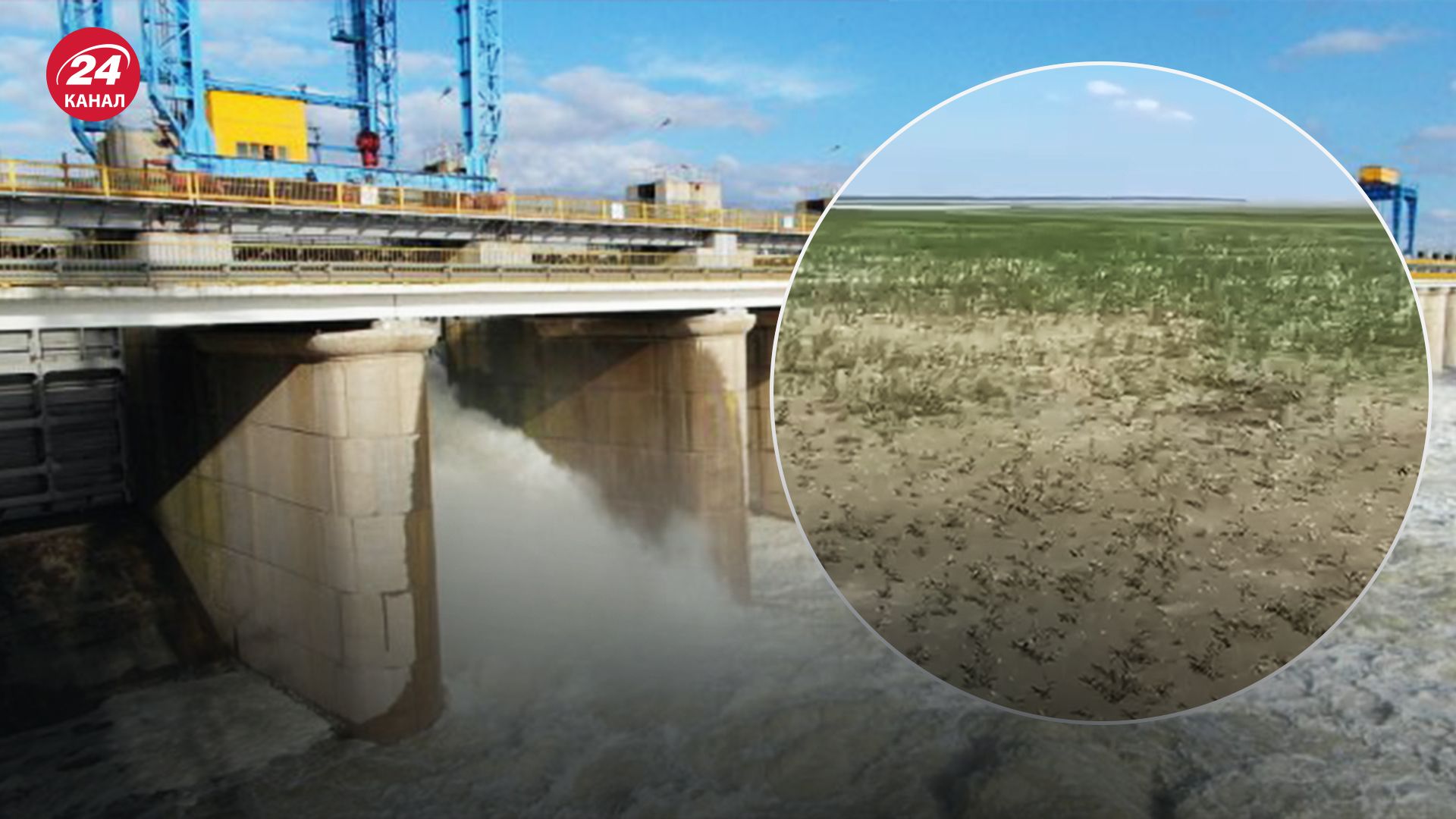 На дне Каховского водохранилища уже растет трава На дне Каховского водохранилища уже растет трава