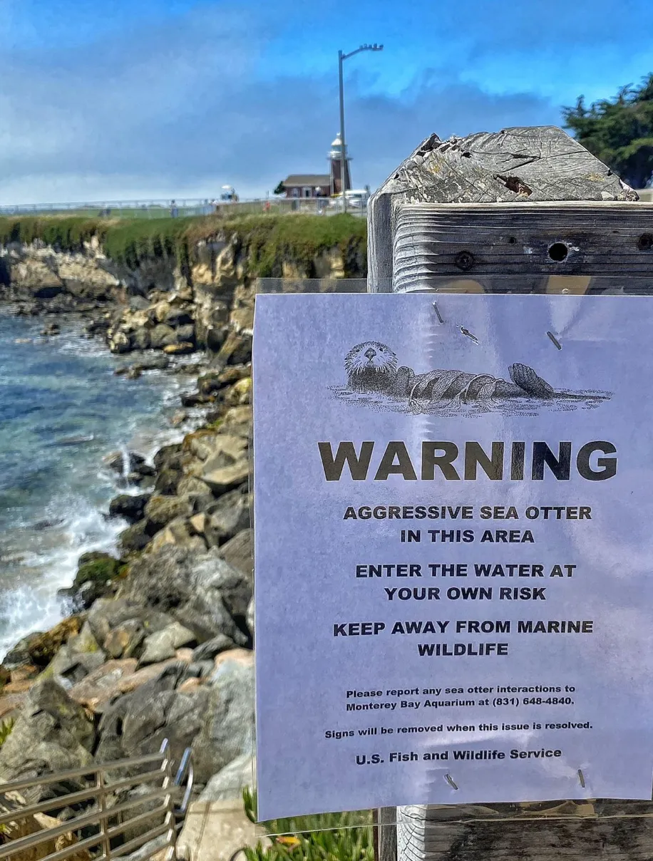 Туристов и серферов предупреждают об агрессивном существе