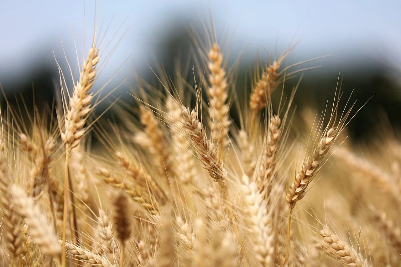 ЄС не буде продовжувати мораторій на імпорт українського зерна